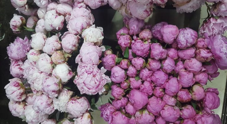 I FIORI DELLA CAMPANIA LUNGO IL PERCORSO DELLA MARCIA E DELLA MEZZAMARATONA  ​