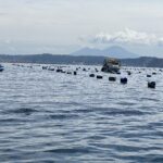 Impianti mitilicoltura di baia