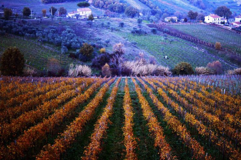 CAPITALE EUROPEA DEL VINO 2019, TOUR IN VESPA TRA VIGNETI E FILARI DI FALANGHINA
