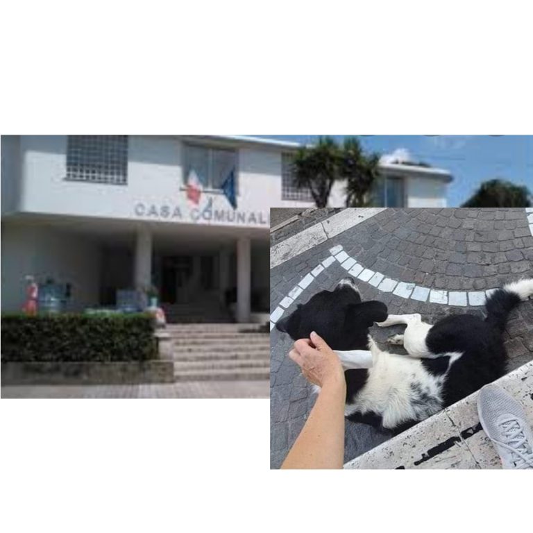 CELLOLE- “Questione Fiocco” risolta. Nessuna azione incivile e crudele sul cagnolino.