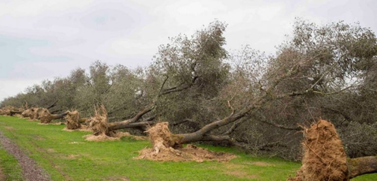 XYLELLA: COLDIRETTI, AVANZATA DI 2 KM AL MESE SPAVENTA UE
