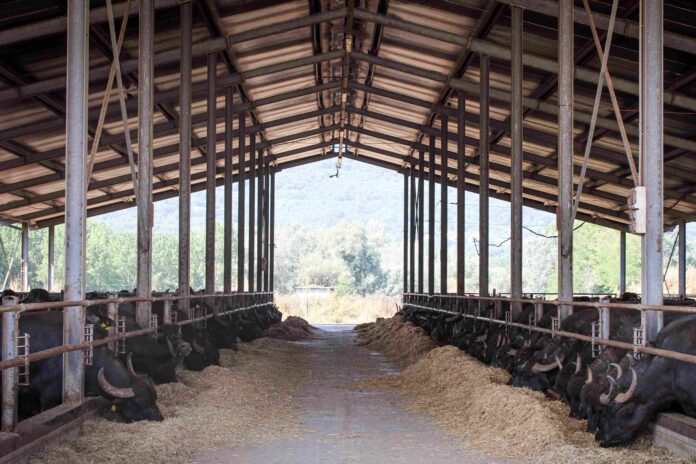 Tenuta-del-lago_bufale