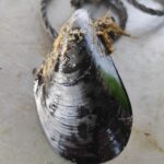 cozza di Bacoli