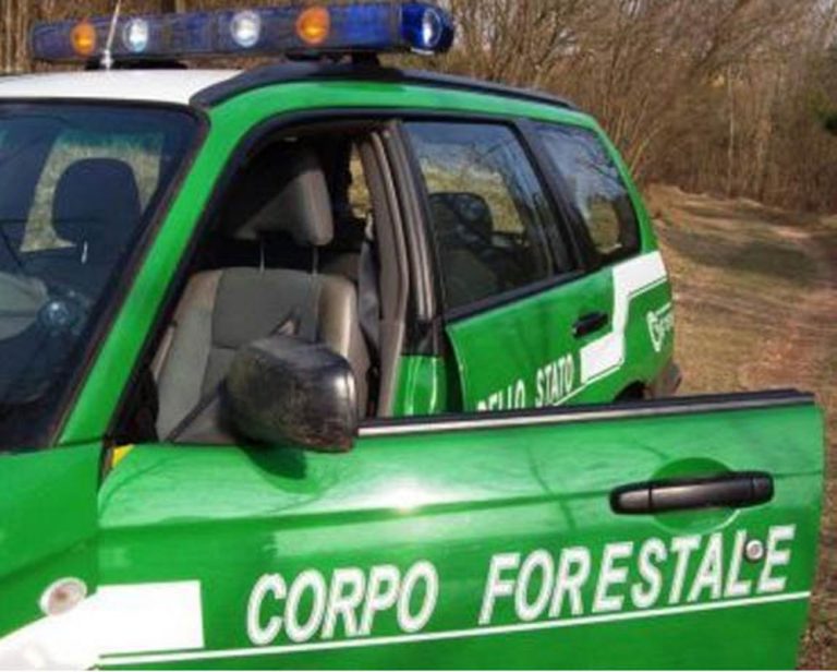 RIFORMA MADIA, SOPPRESSIONE CORPO FORESTALE DELLO STATO: ATTESA PER DOMANI L’UDIENZA IN CORTE COSTITUZIONALE